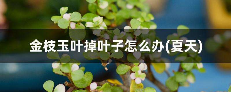 金枝玉叶掉叶子怎么办(夏天) 金枝玉叶掉叶子怎么办(夏天)