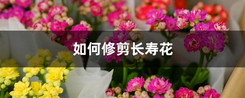 如何修剪长寿花