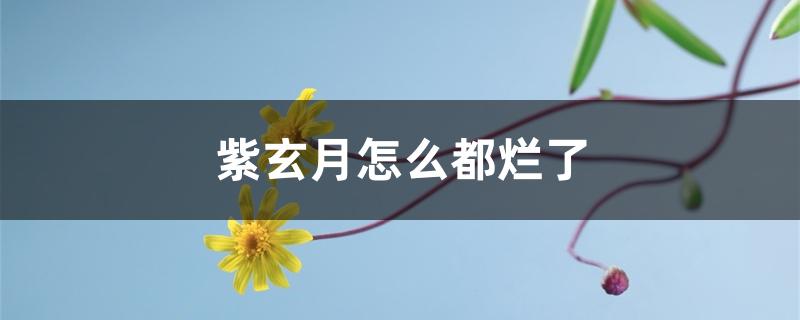 紫玄月怎么都烂了