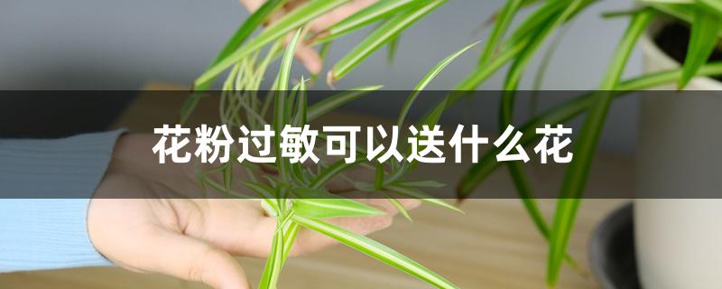 花粉过敏可以送什么花