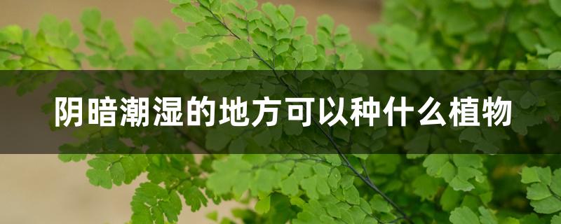 阴暗潮湿的地方可以种什么植物