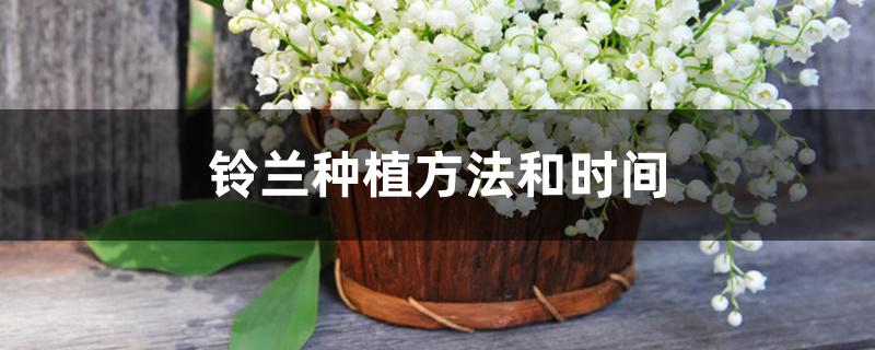 铃兰种植方法和时间