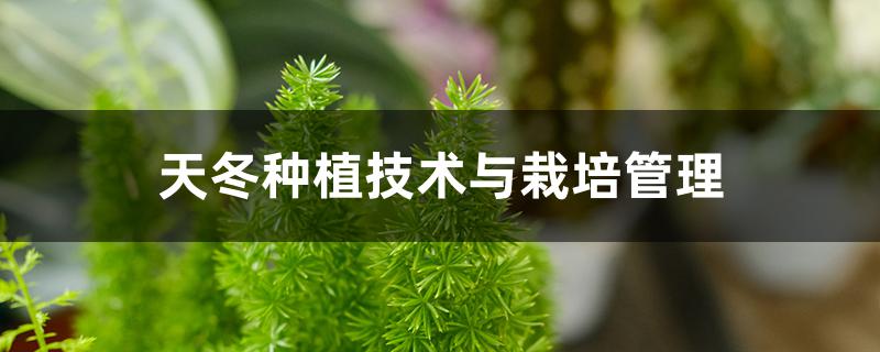 天冬种植技术与栽培管理