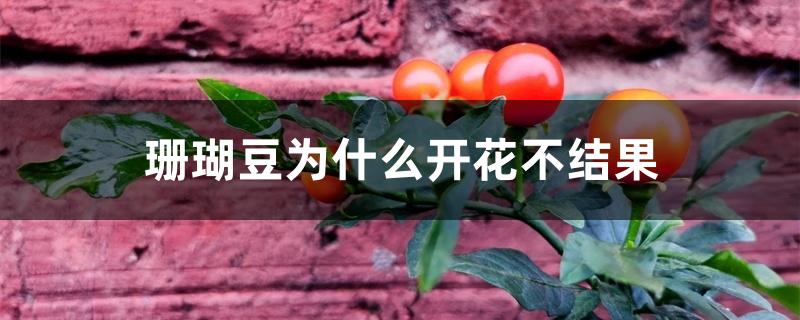 珊瑚豆为什么开花不结果