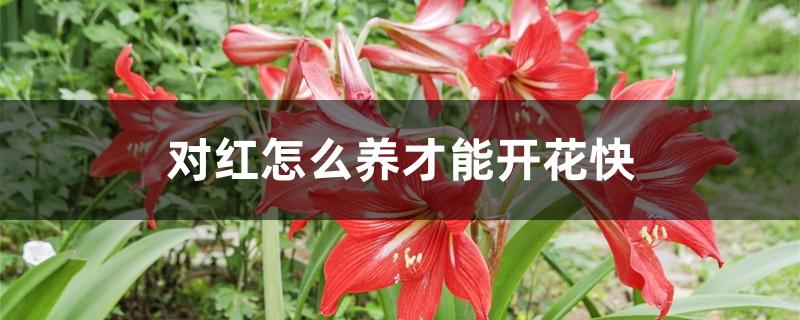 对红怎么养才能开花快