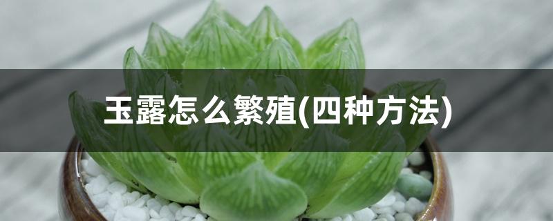 玉露怎么繁殖(四种方法)