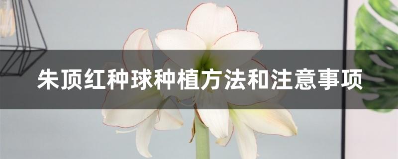 朱顶红种球种植方法和注意事项