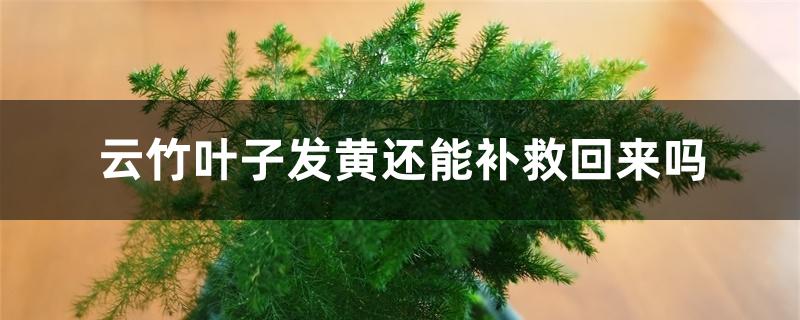 云竹叶子发黄还能补救回来吗 云竹叶子发黄还能补救回来吗