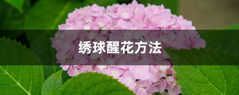 绣球醒花方法