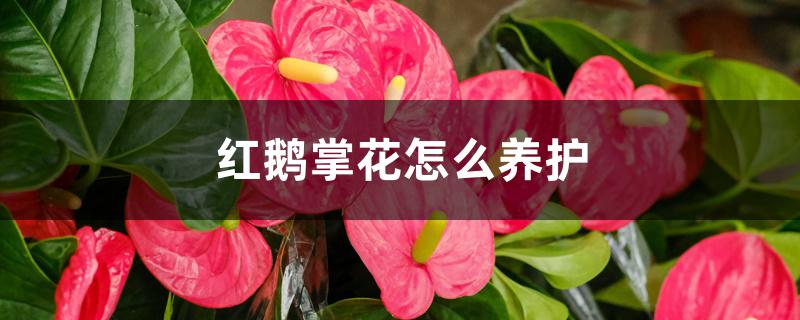 红鹅掌花怎么养护