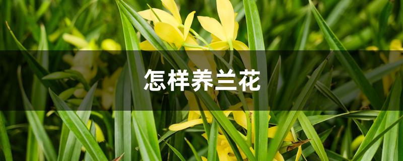 怎样养兰花