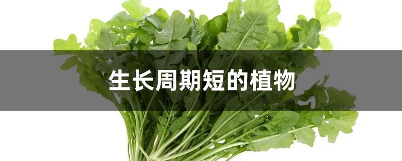 生长周期短的植物