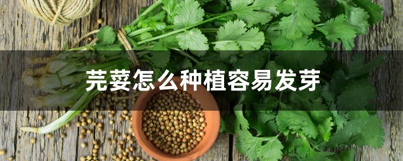 芫荽怎么种植容易发芽