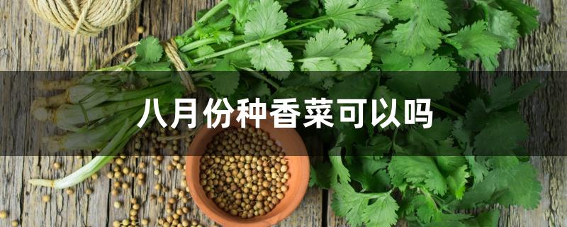 八月份种香菜可以吗