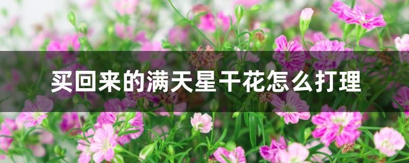 买回来的满天星干花怎么打理