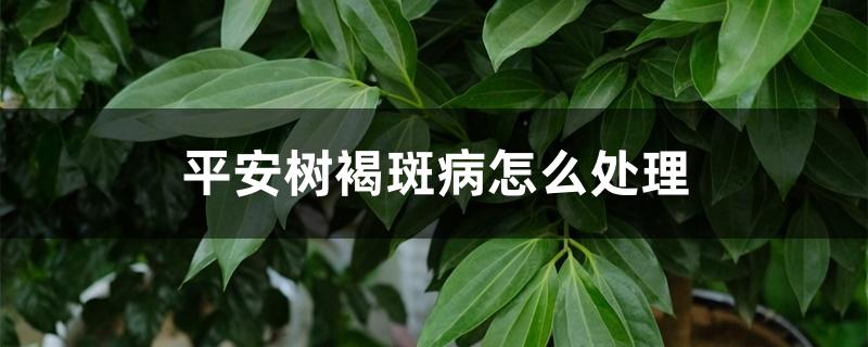 平安树褐斑病怎么处理