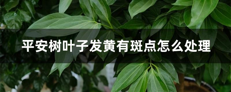 平安树叶子发黄有斑点怎么处理