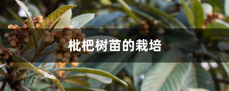 枇杷树苗的栽培