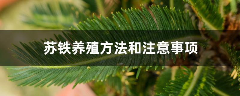 苏铁养殖方法和注意事项