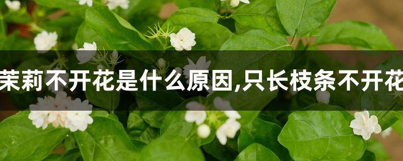 茉莉不开花是什么原因,只长枝条不开花