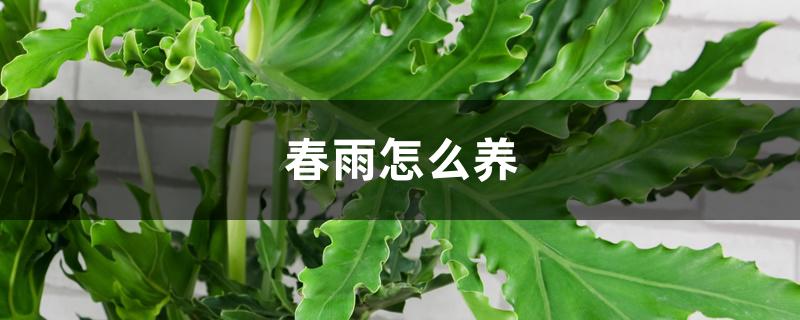 春羽怎么养