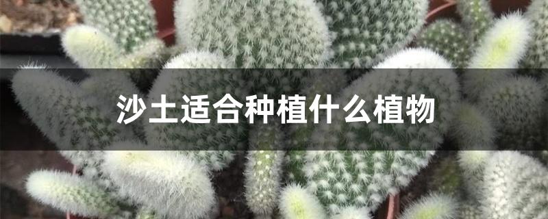 沙土适合种植什么植物