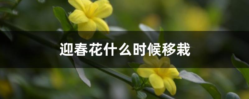 迎春花什么时候移栽