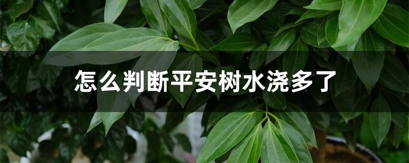 怎么判断平安树水浇多了