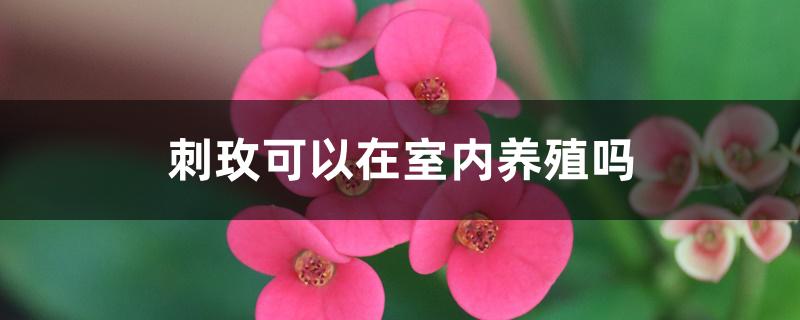 刺玫可以在室内养殖吗