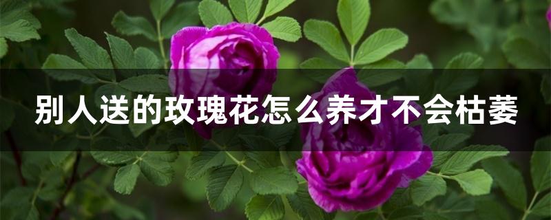 别人送的玫瑰花怎么养才不会枯萎