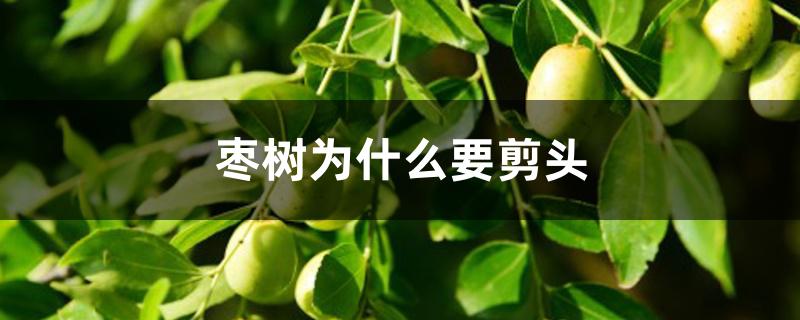 枣树为什么要剪头