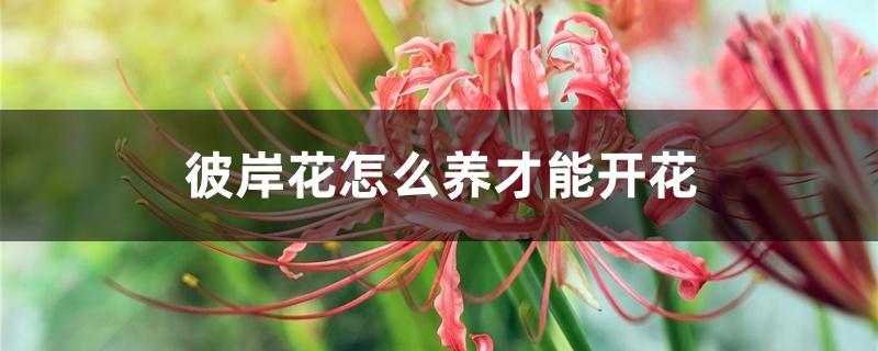 彼岸花怎么养才能开花