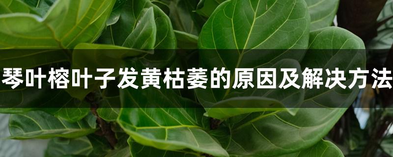 琴叶榕叶子发黄枯萎的原因及解决方法