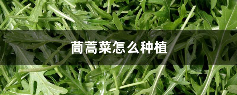 茼蒿菜怎么种植