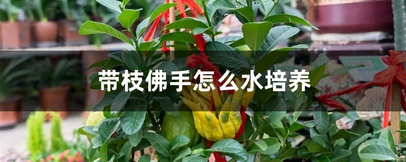 带枝佛手怎么水培养