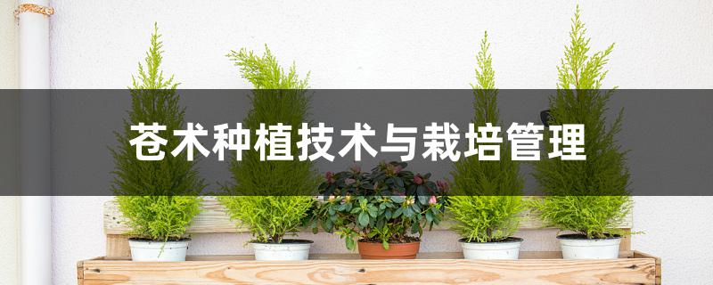 苍术种植技术与栽培管理