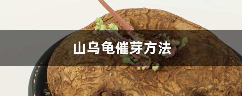 山乌龟催芽方法