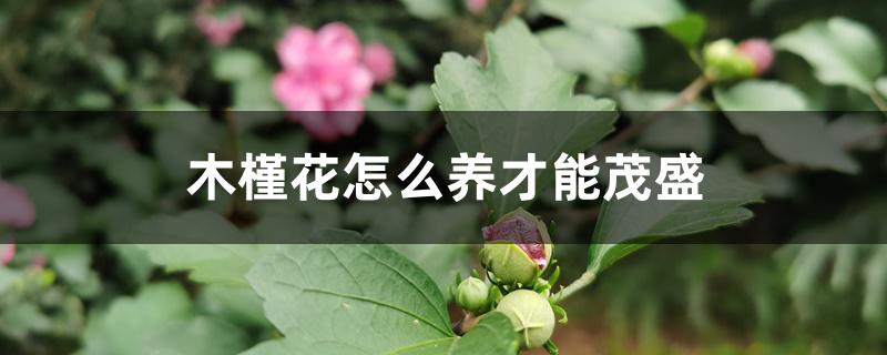 木槿花怎么养才能茂盛