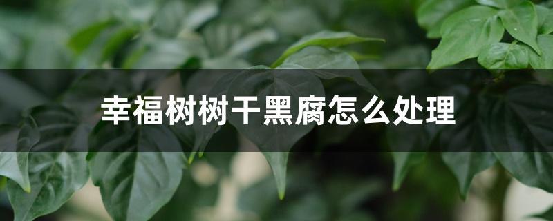 幸福树树干黑腐怎么处理