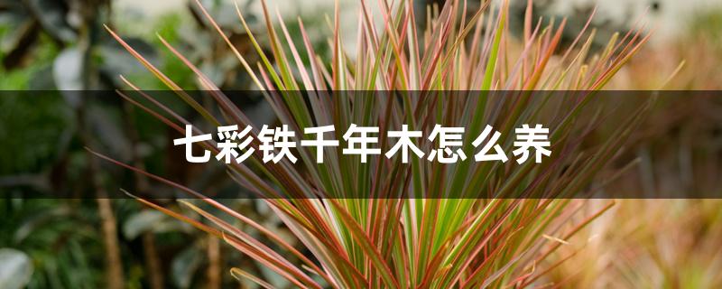 七彩铁千年木怎么养 七彩铁千年木怎么养