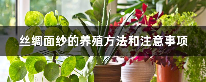 丝绸面纱的养殖方法和注意事项