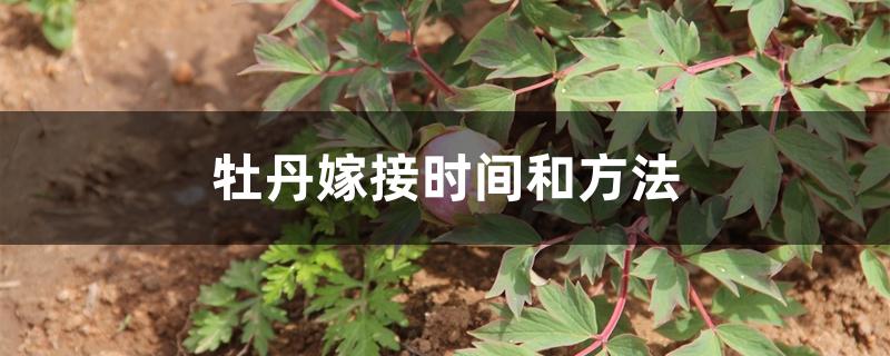 牡丹嫁接时间和方法