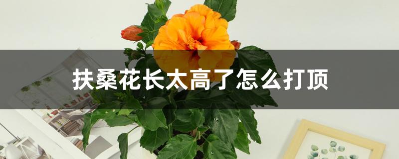 扶桑花长太高了怎么打顶