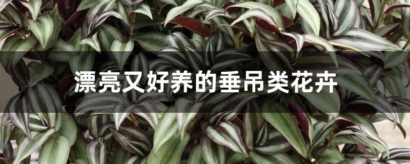 漂亮又好养的垂吊类花卉