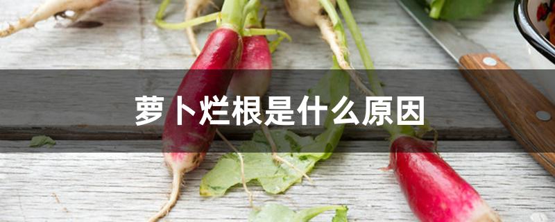 萝卜烂根是什么原因