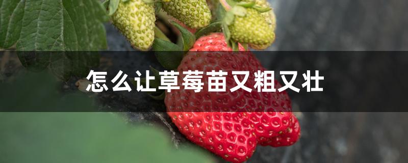 怎么让草莓苗又粗又壮