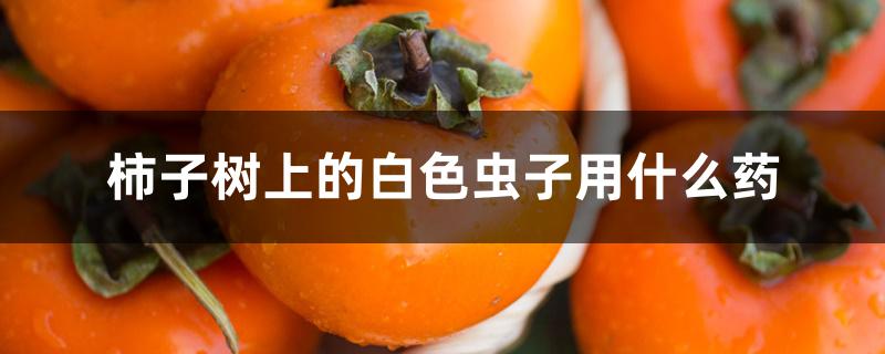 柿子树上的白色虫子用什么药 柿子树上的白色虫子用什么药