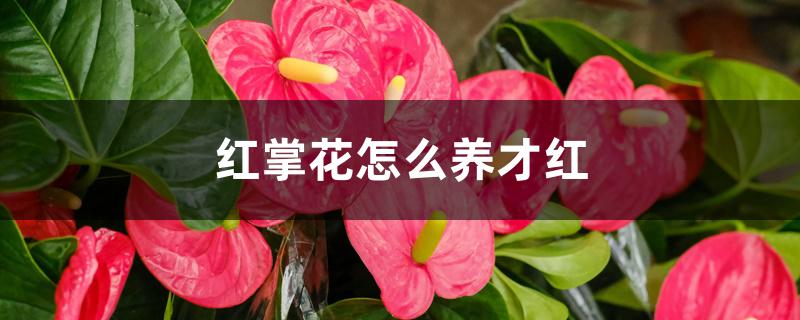 红掌花怎么养才红