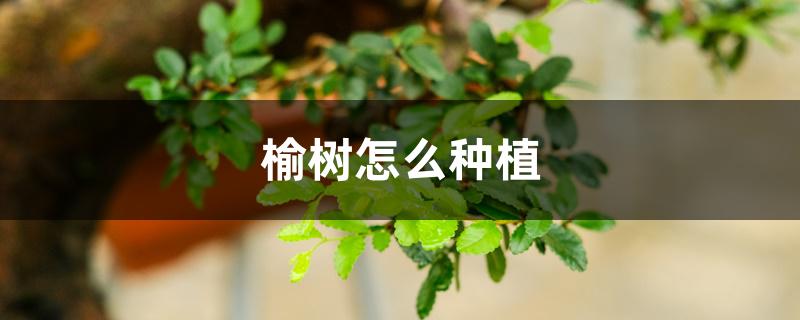 榆树怎么种植