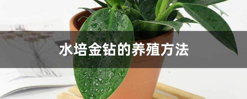 水培金钻的养殖方法